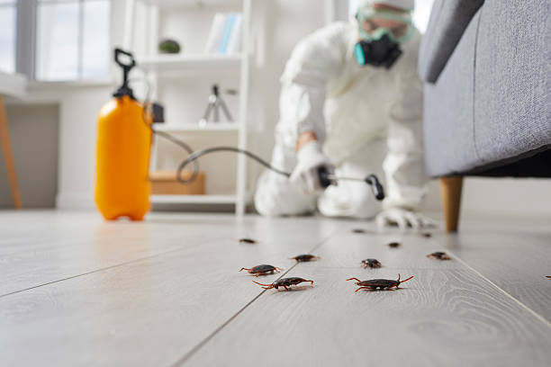 Affordable Termite Control solutions in Pacific, MO